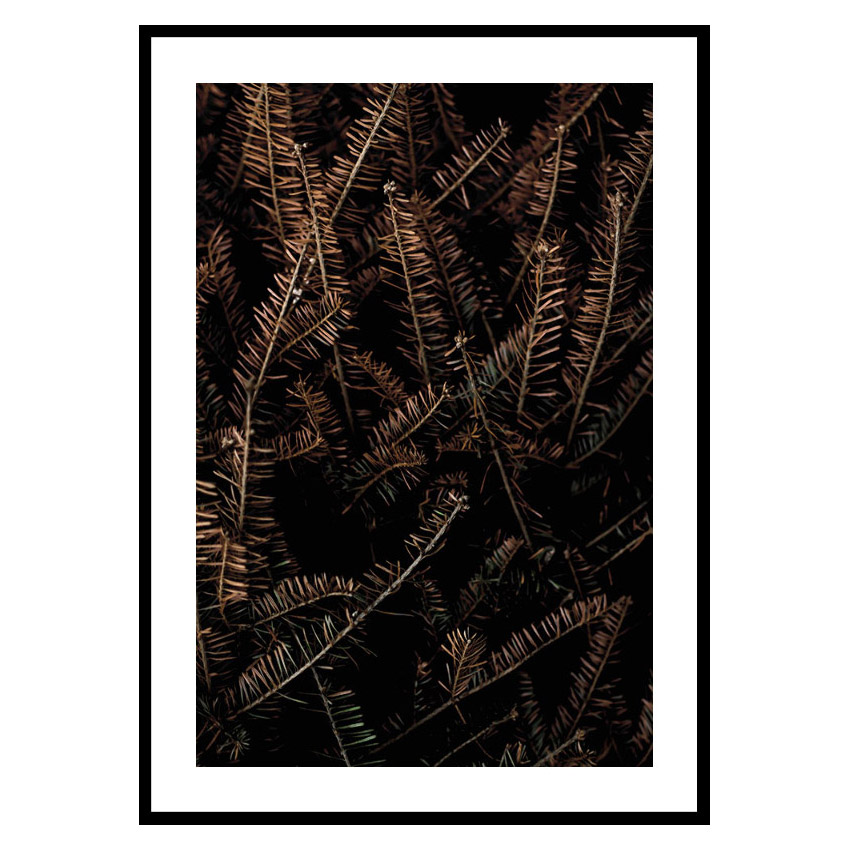 Poster Gallerix Fir Needle No1