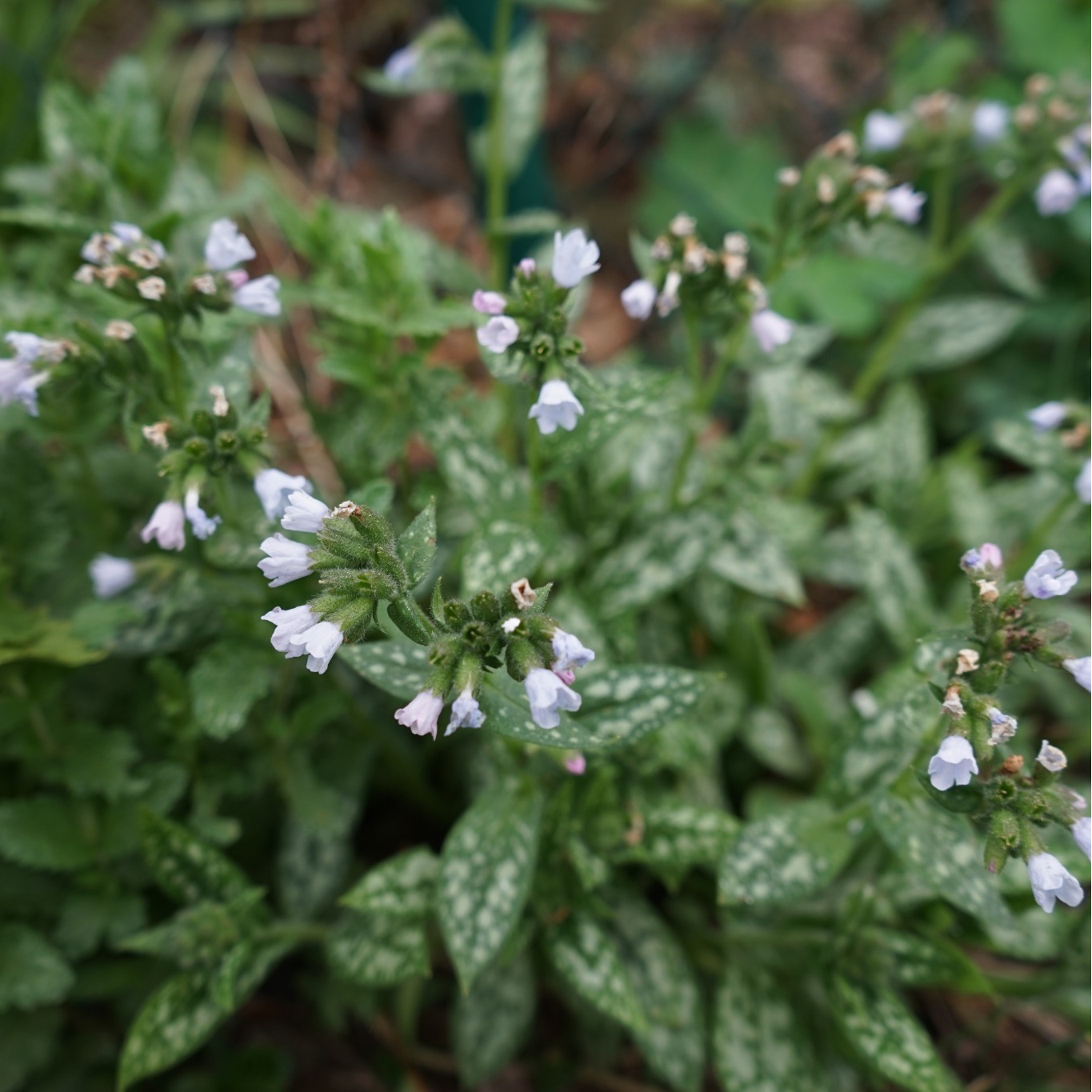 Perenn Omnia Garden Perennpaket Långvarig Trädgård