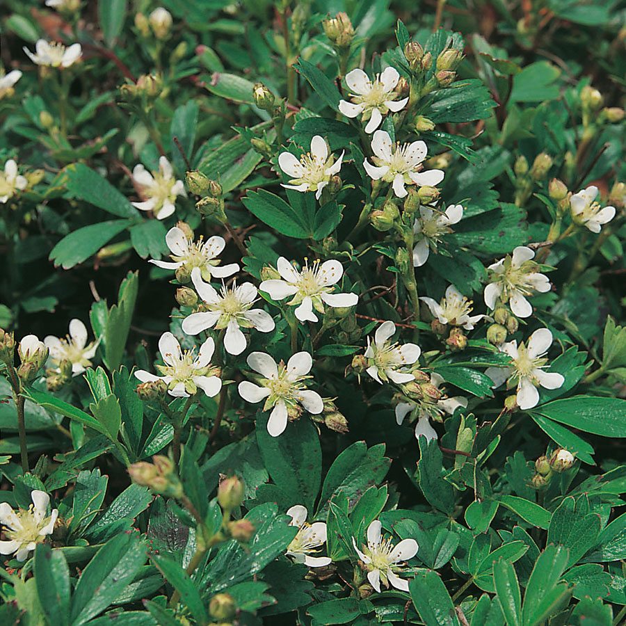 Perenn Omnia Garden Tretandsfingerört Nuuk