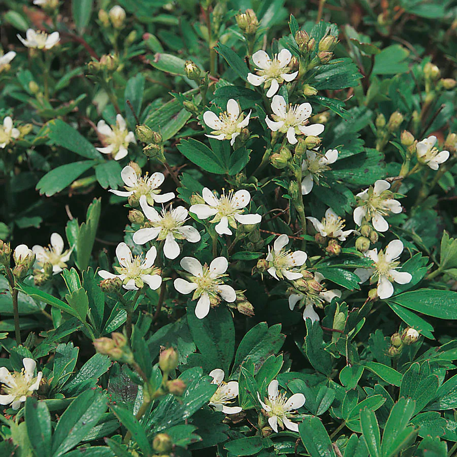 Perenn Omnia Garden Tretandsfingerört Nuuk