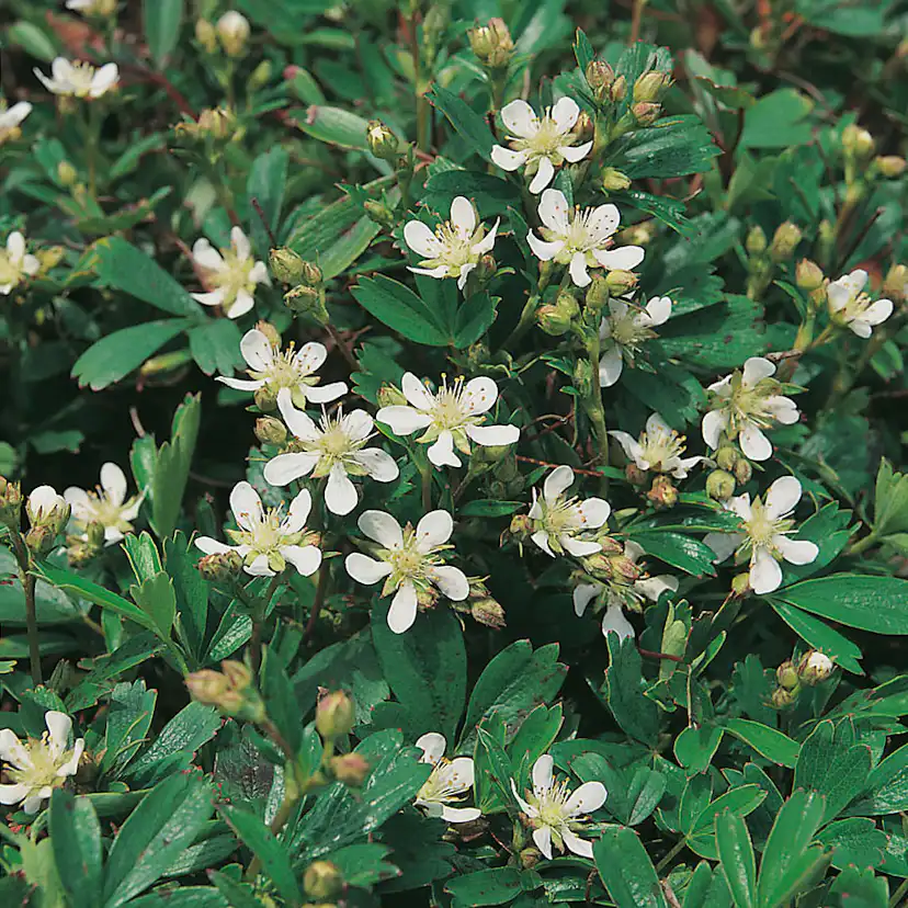 Perenn Omnia Garden Tretandsfingerört Nuuk