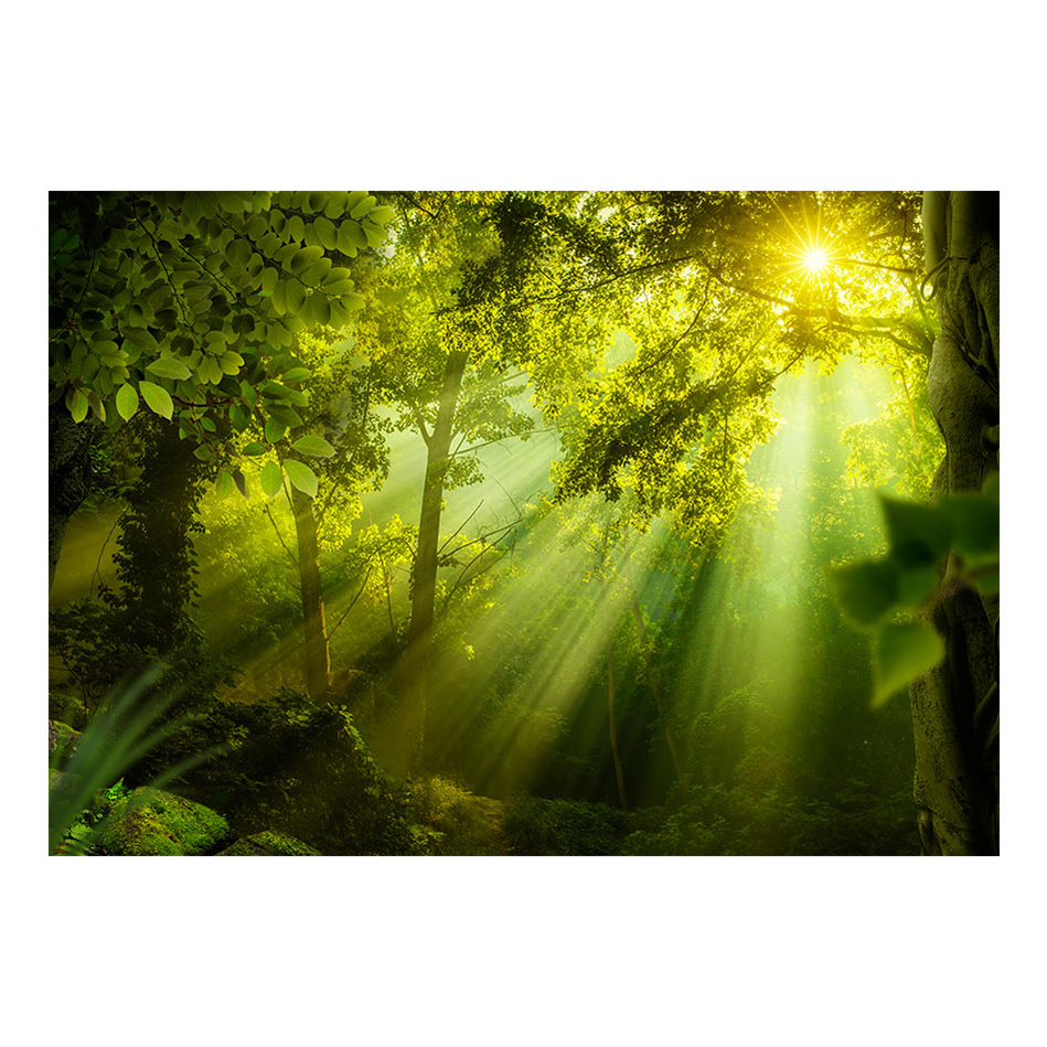 Fototapet Arkiio In A Secret Forest