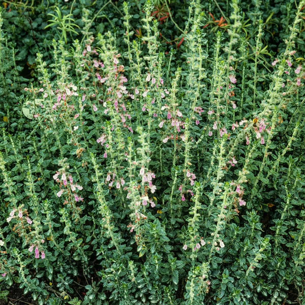 Prydnadsperenn Omnia Garden Gamander