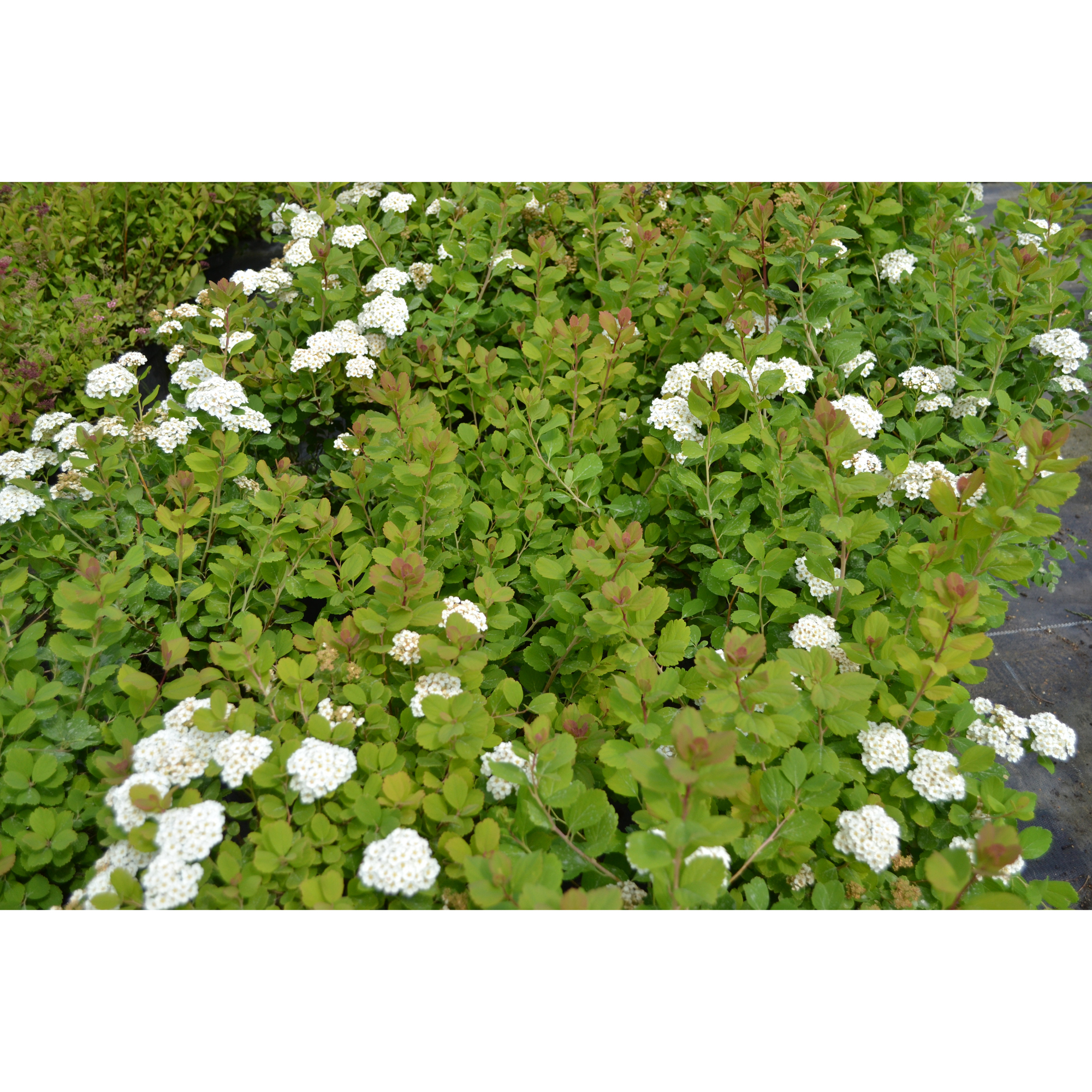 Häck Omnia Garden Björkspirea Tor E