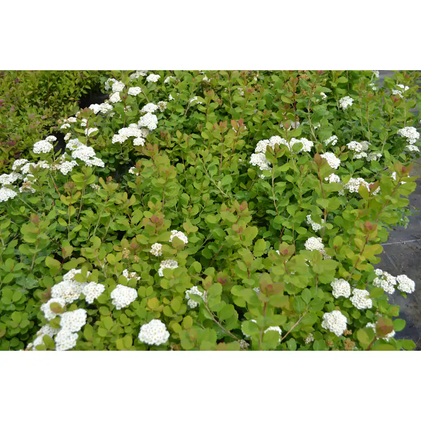 Häck Omnia Garden Björkspirea Tor E