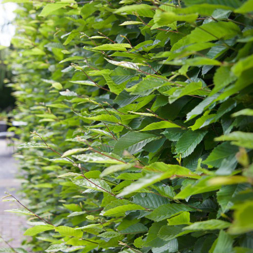 AvenBok Omnia Garden 20-40 cm Krukodlade