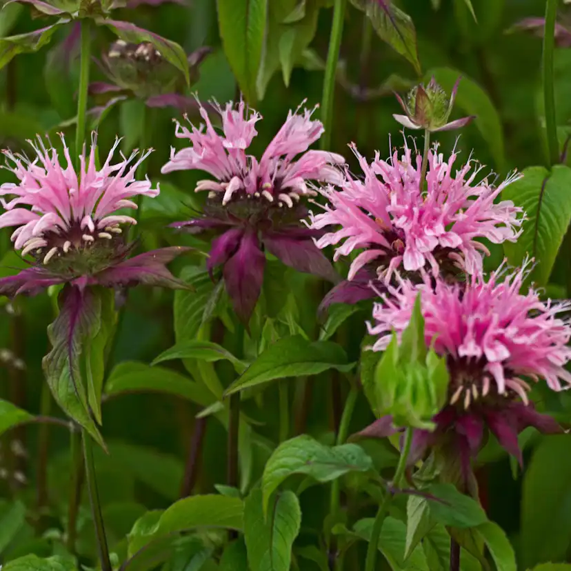 Perenner Omnia Garden Temynta Beauty of Cobham