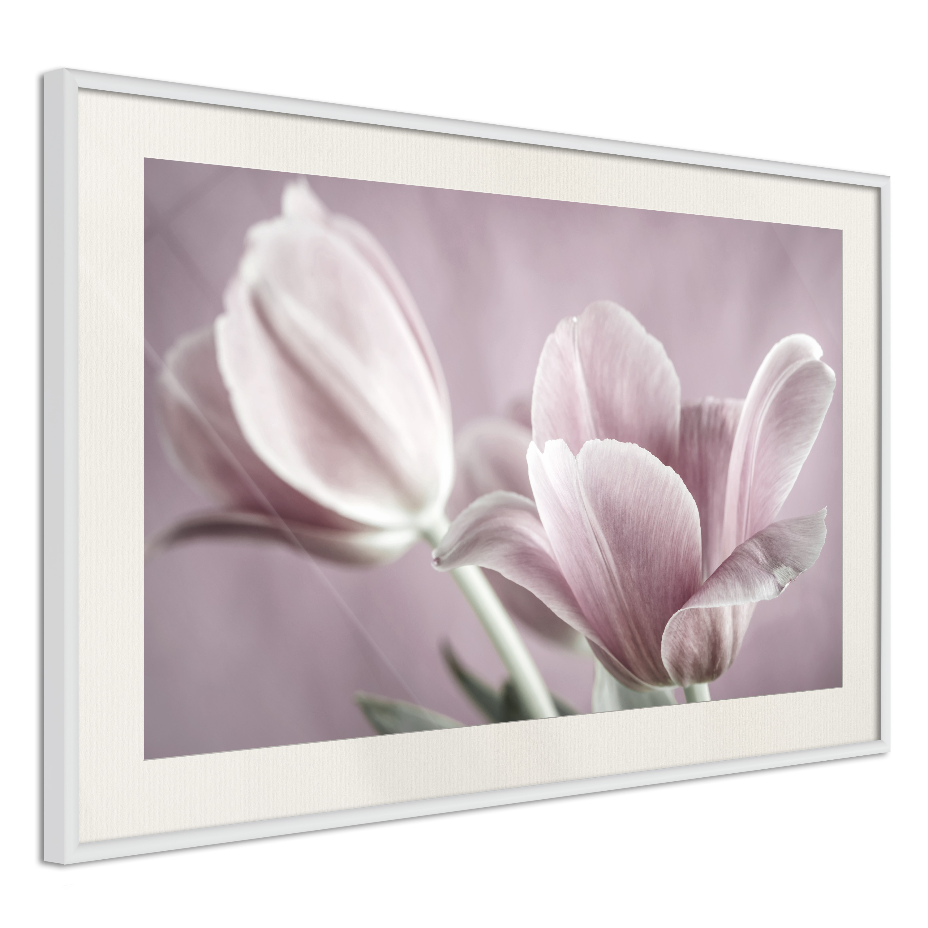 Affisch - Pink Tulips [Poster] 90x60 Vit ram med passepartout, 90x60 cm