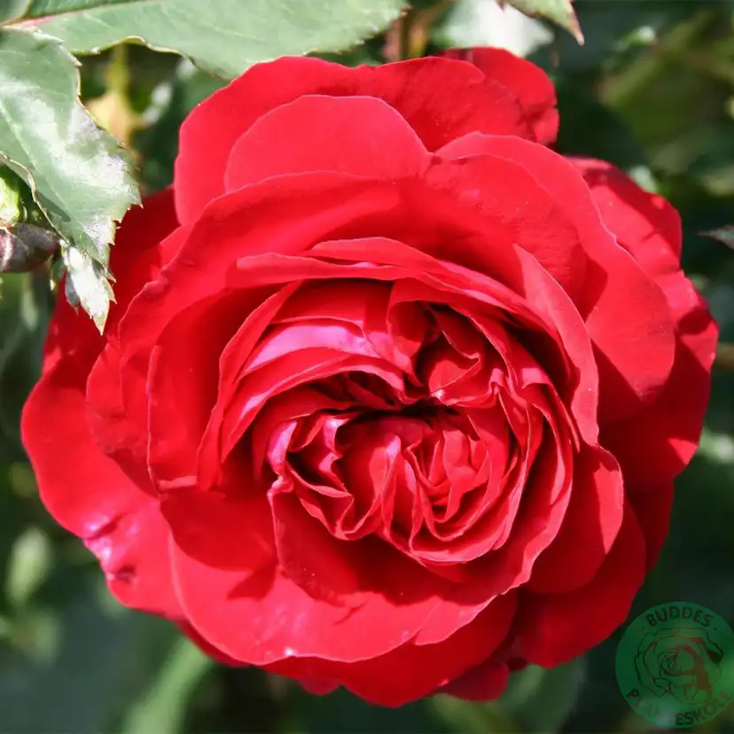 Flerblommig Rabattros Omnia Garden Kronborg