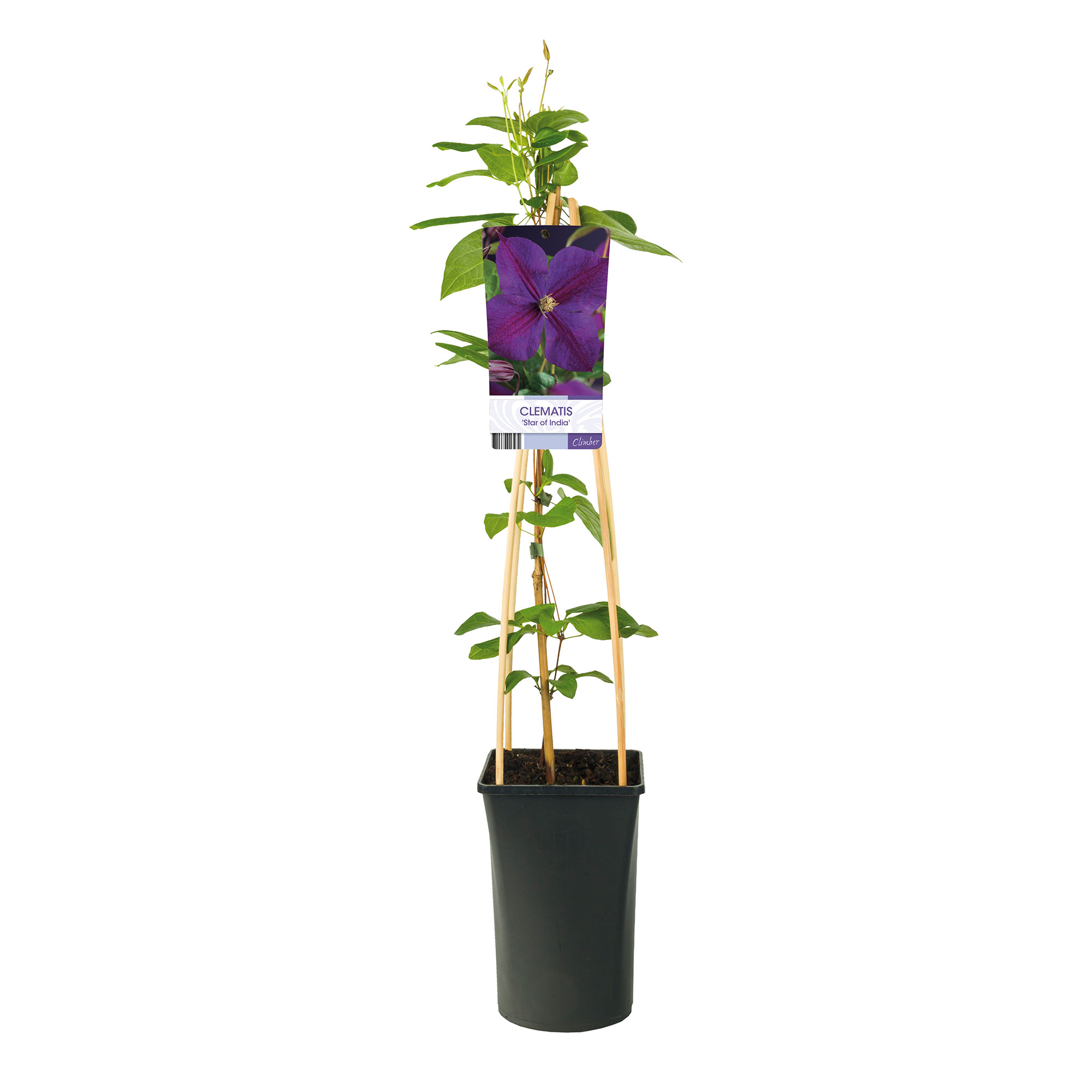 Klätterväxt Klematis Omnia Garden Star of India 40-60 cm