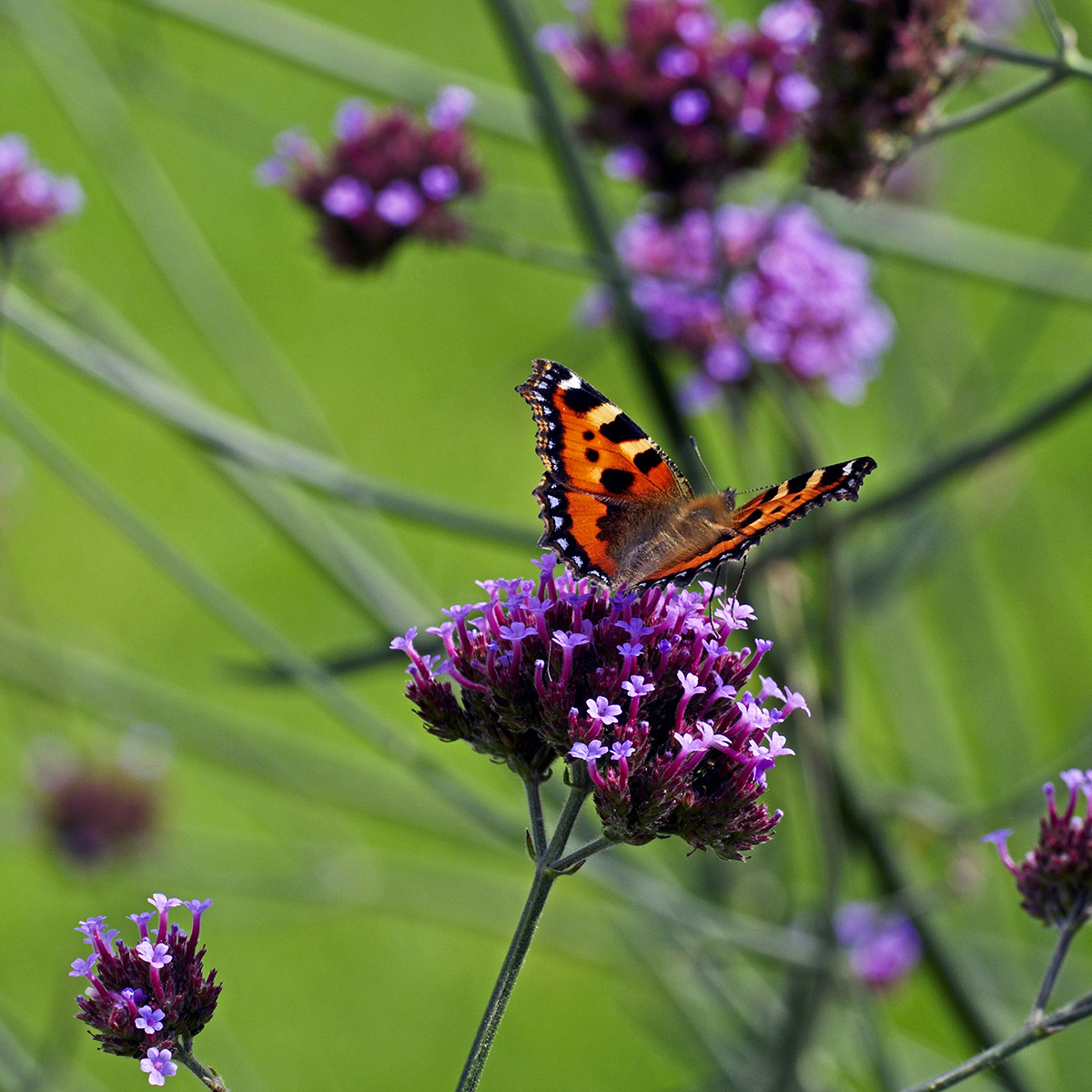 Prydnadsperenn Omnia Garden Jätteverbena