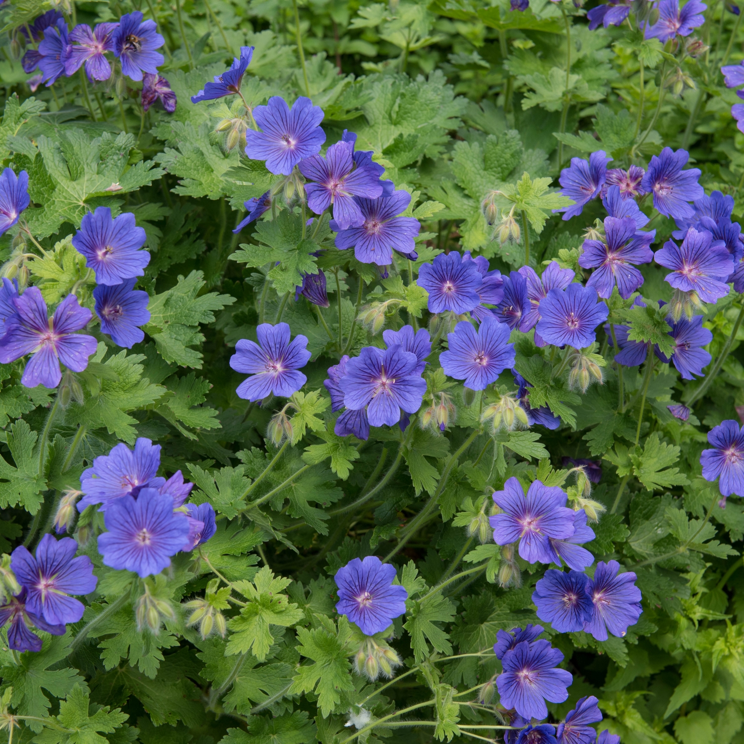 Kungsnäva Omnia Garden