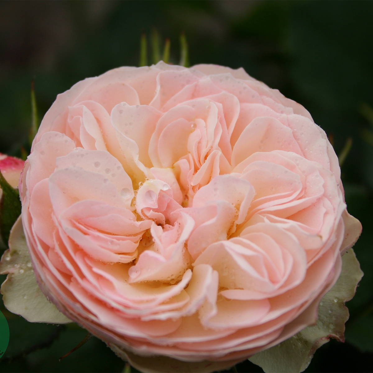 Flerblommig Rabattros Omnia Garden Pastella