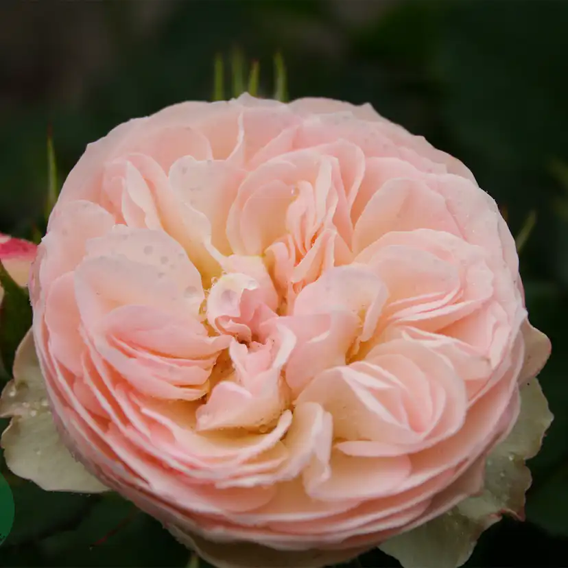 Flerblommig Rabattros Omnia Garden Pastella