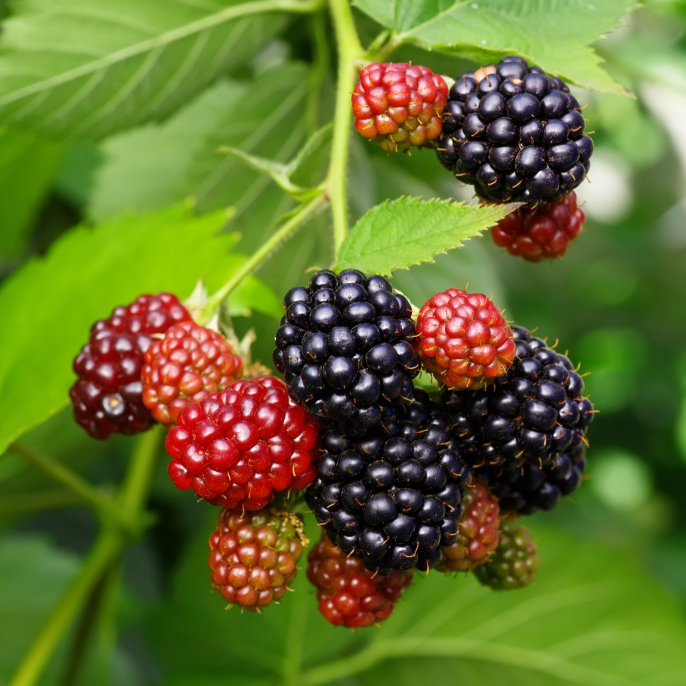 Bärbuske Omnia Garden Trädgårdsbjörnbär Loch Tay E