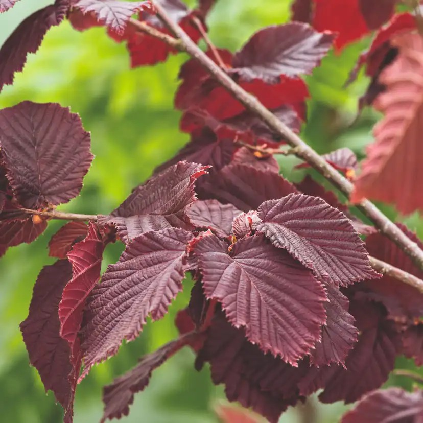 Prydnasdbuske Omnia Garden Hasselnöt Rote Zellernuss 100-150 cm