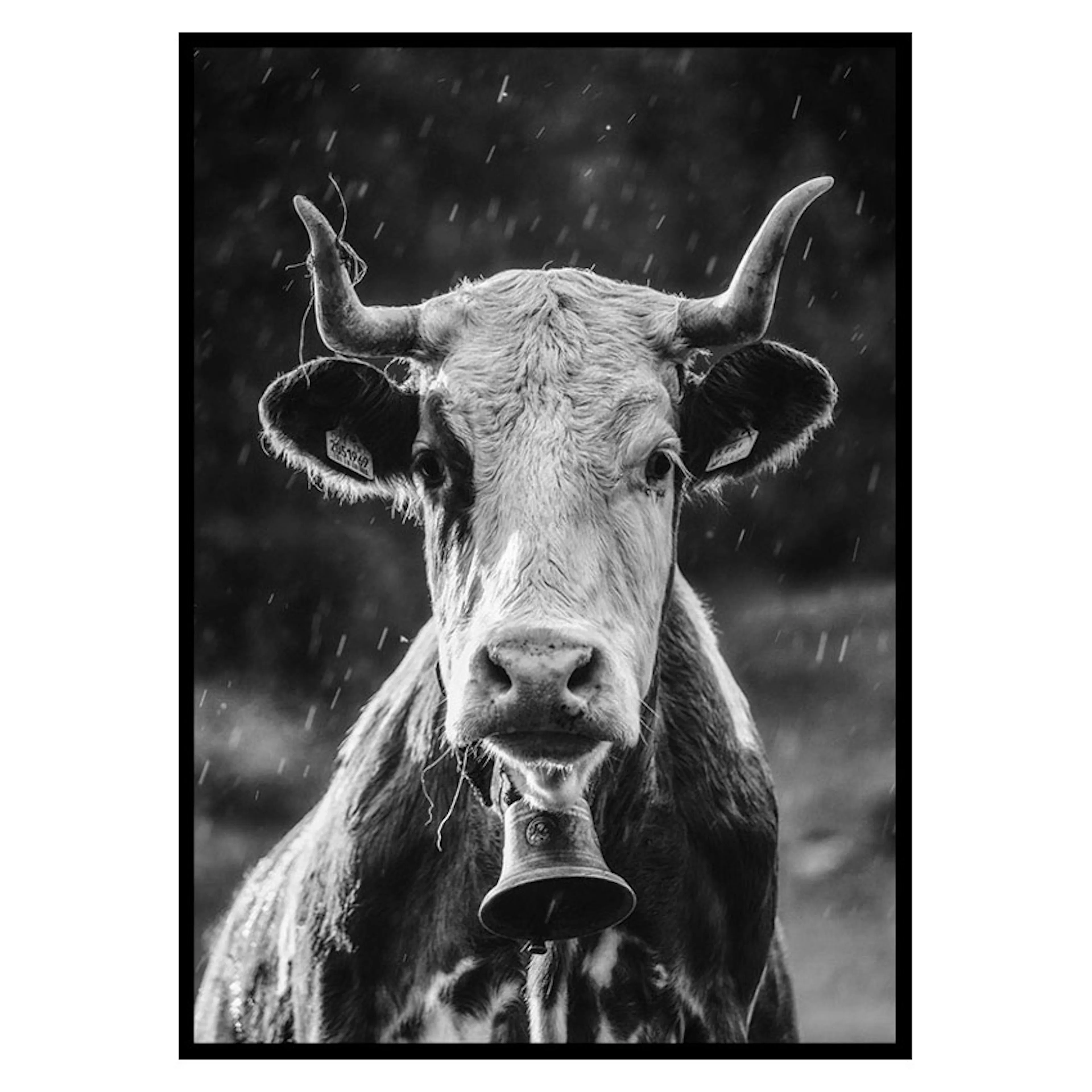 Poster Gallerix Cow With Bell