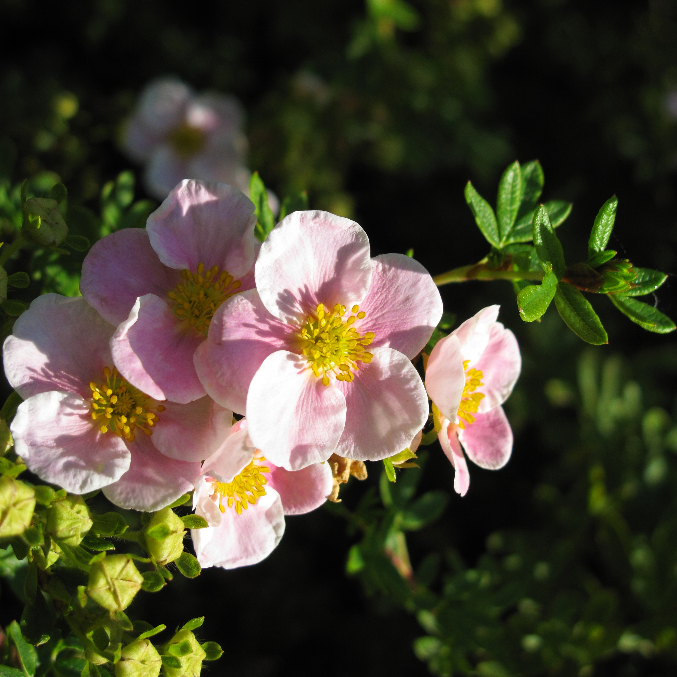 Buske Omnia Garden Ölandstok Pink Beauty