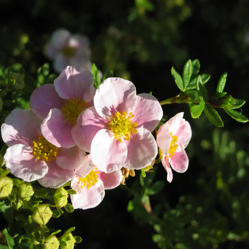 Buske Omnia Garden Ölandstok Pink Beauty