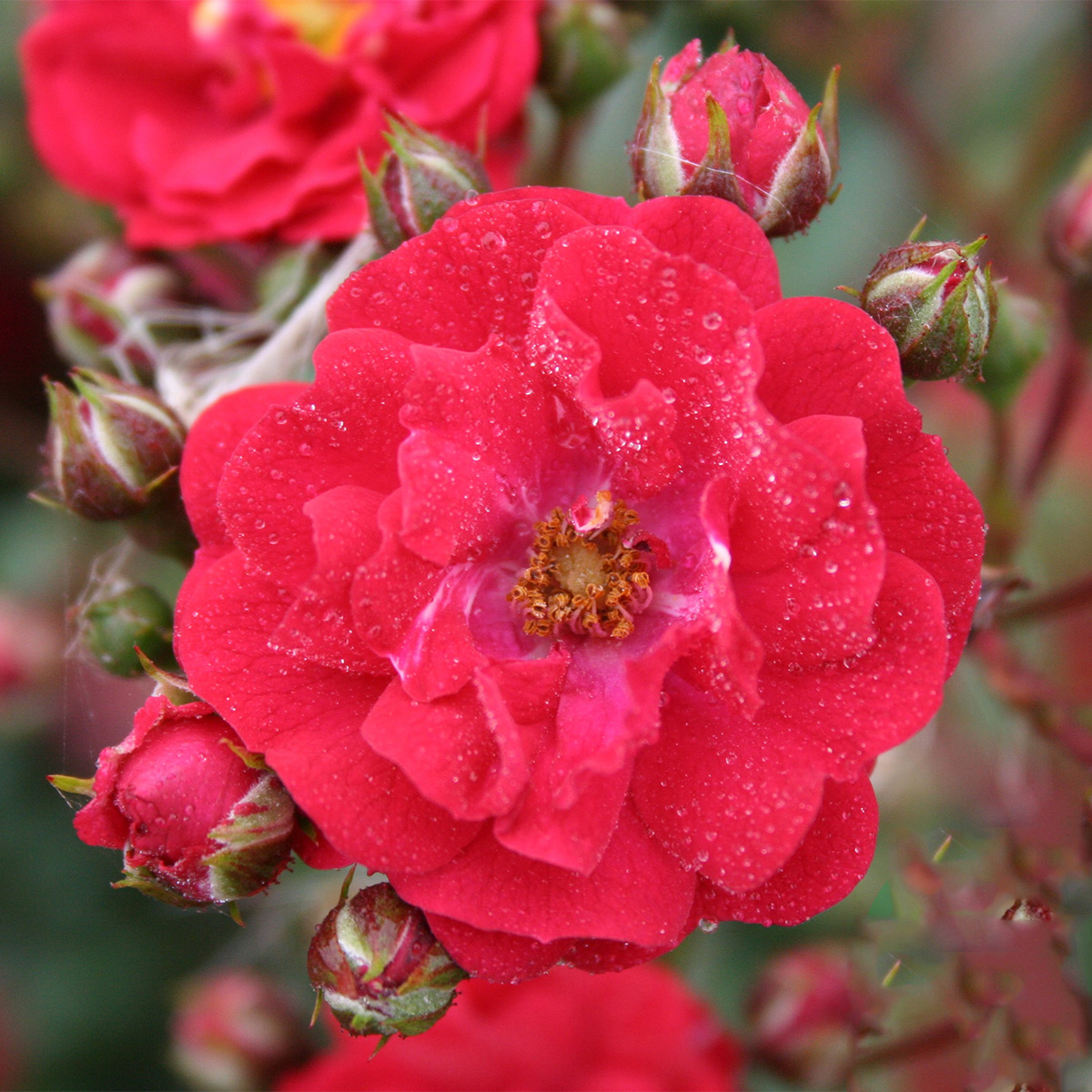 Ros Omnia Garden Marktäckande Fairy Dance