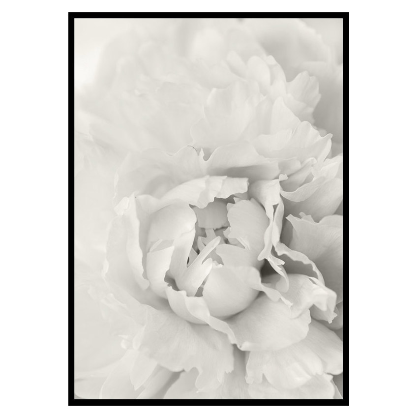 Poster Gallerix White Rose No1
