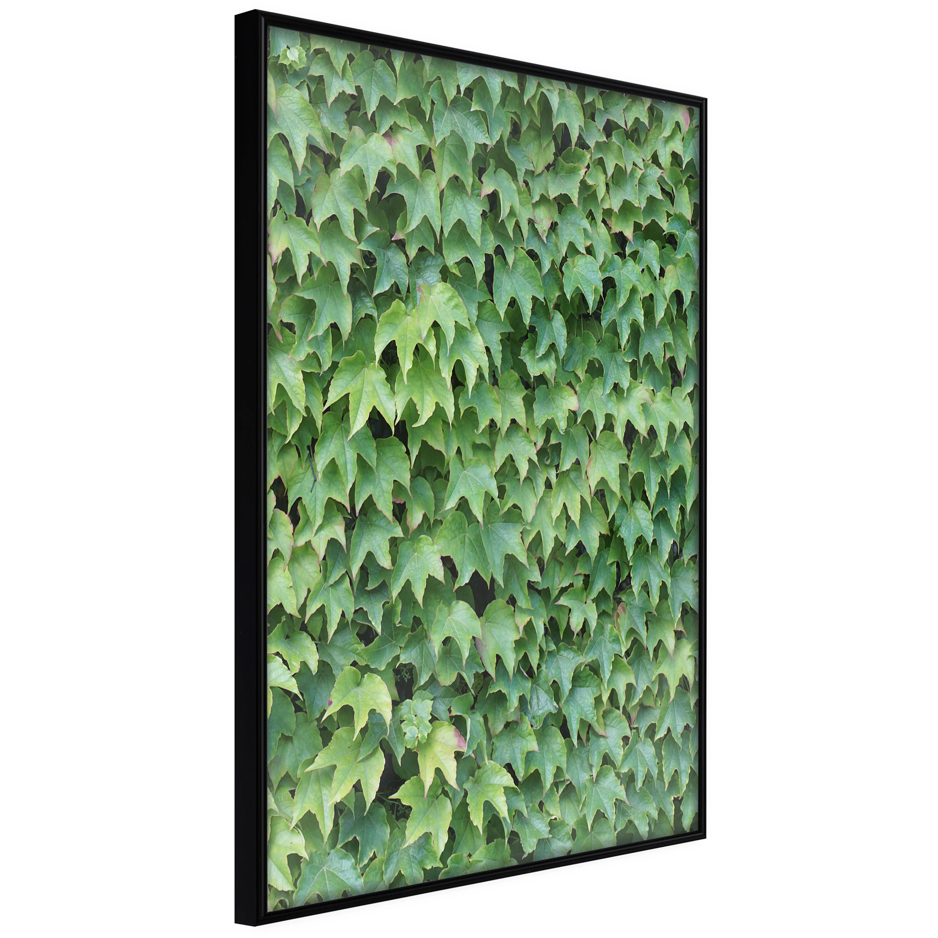 Affisch - Thick Ivy [Poster] 20x30 Svart ram, 20x30 cm