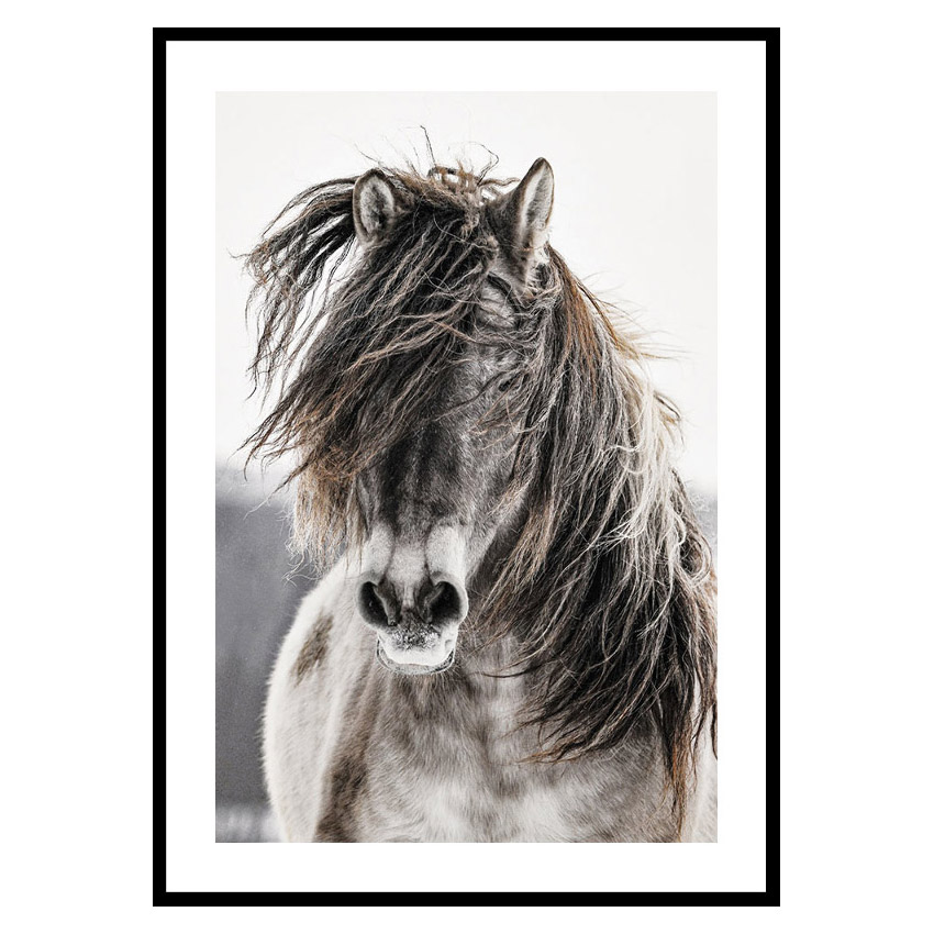 Poster Gallerix Wild Horse