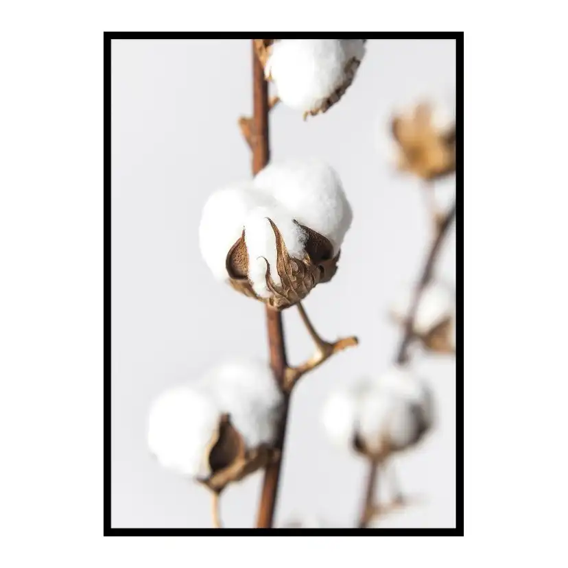 Poster Gallerix Cotton Close Up