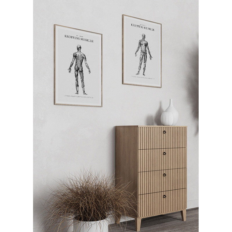 Poster Gallerix Kroppens Muskler Baksida