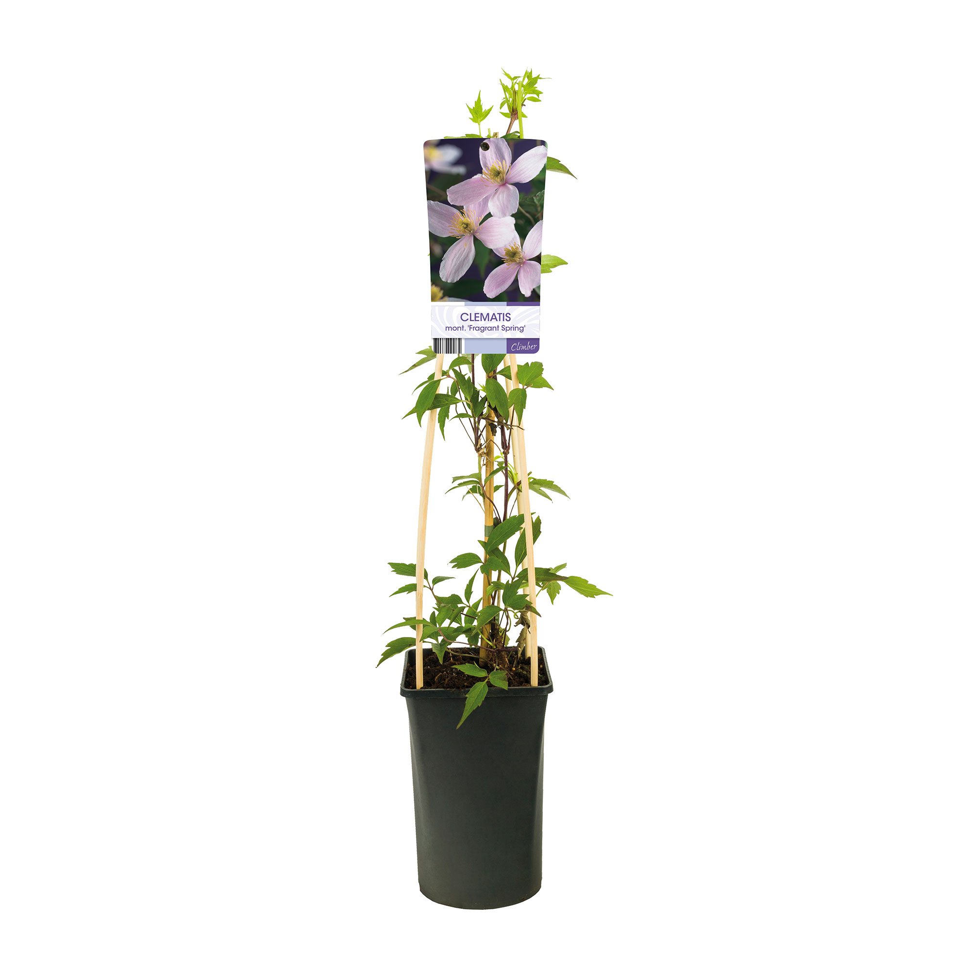 Klätterväxt Bergsklematis Omnia Garden Fragrant Spring 40-60 cm