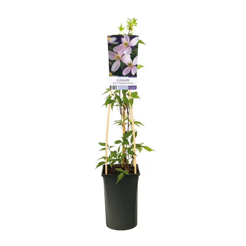 Klätterväxt Bergsklematis Omnia Garden Fragrant Spring 40-60 cm