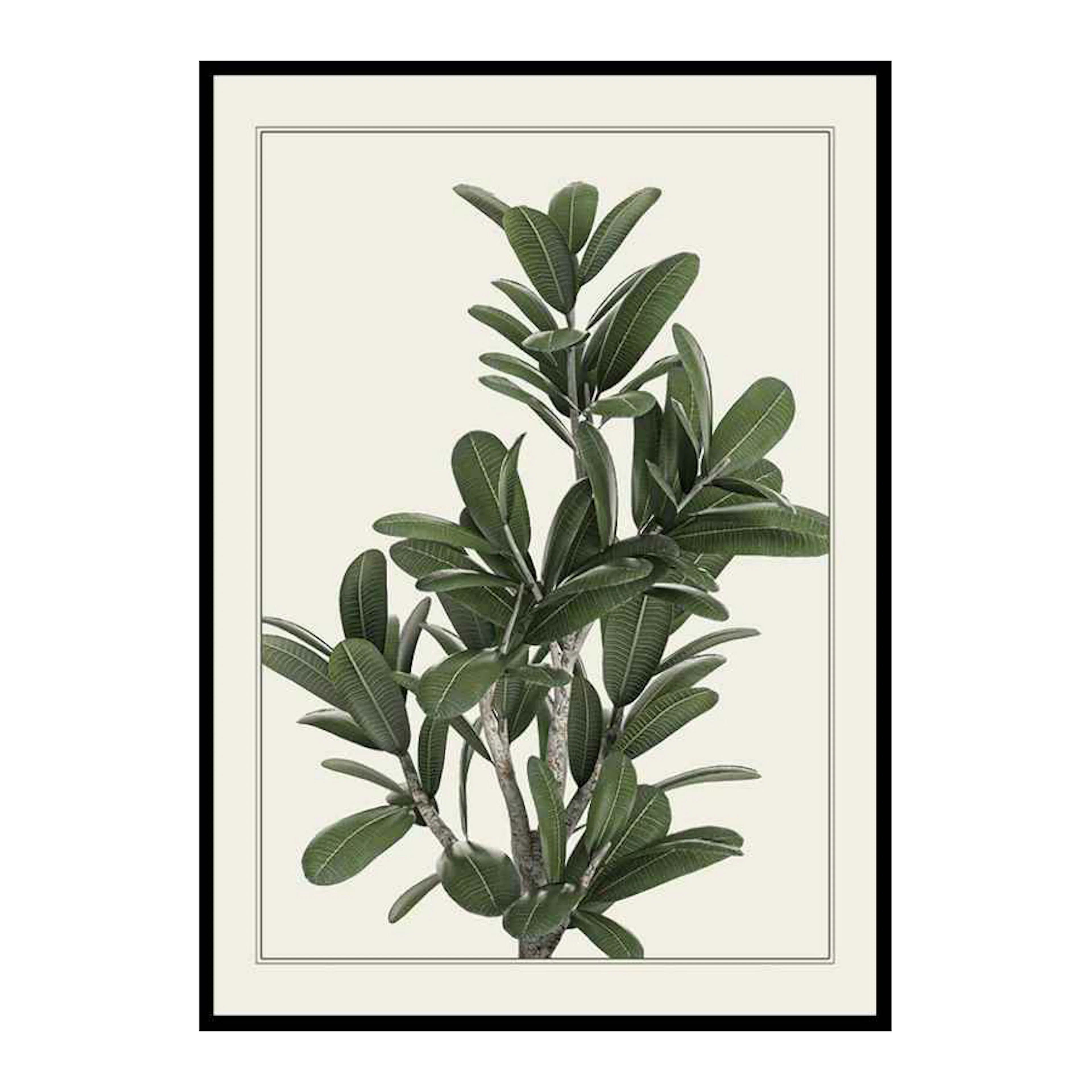 Frangipani 50x70 cm