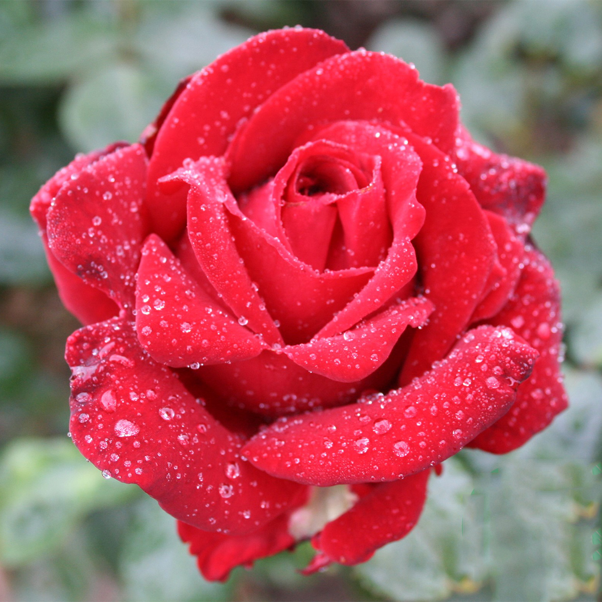 Storblommig Ros Omnia Garden Ingrid Bergman