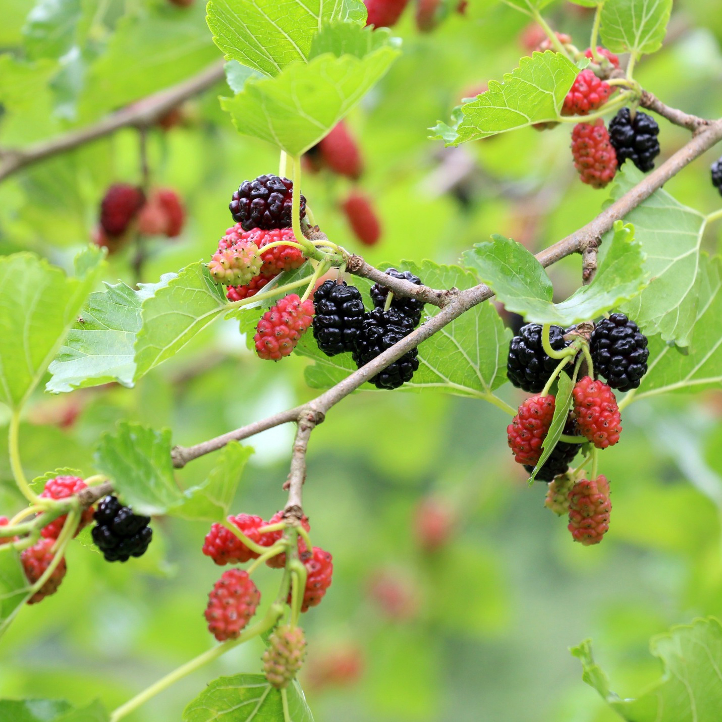 Bärträd Omnia Garden Svart Mullbär Morus Mulle E