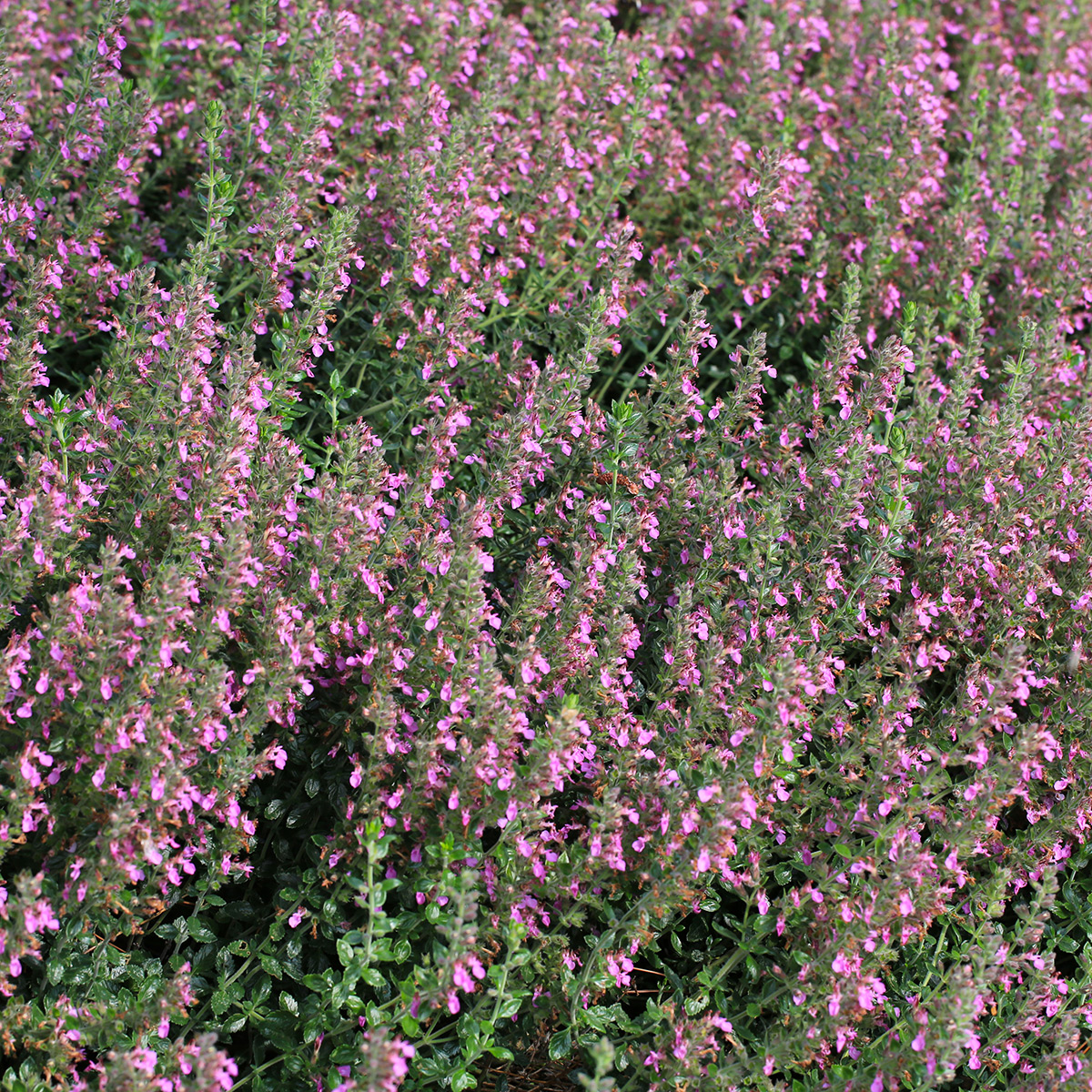 Prydnadsperenn Omnia Garden Gamander