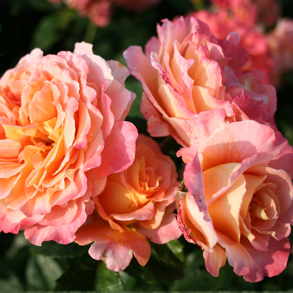 Storblommig Rabattros Omnia Garden Augusta Luise