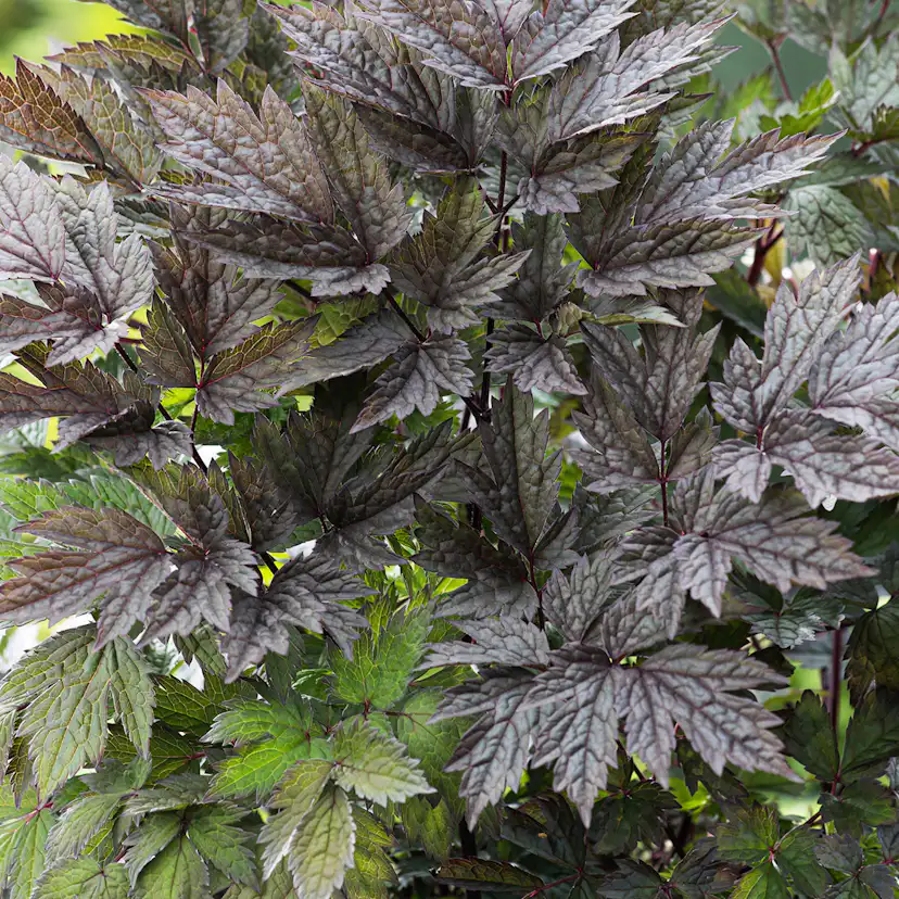 Prydnadsperenn Omnia Garden Höstsilverax Brunette