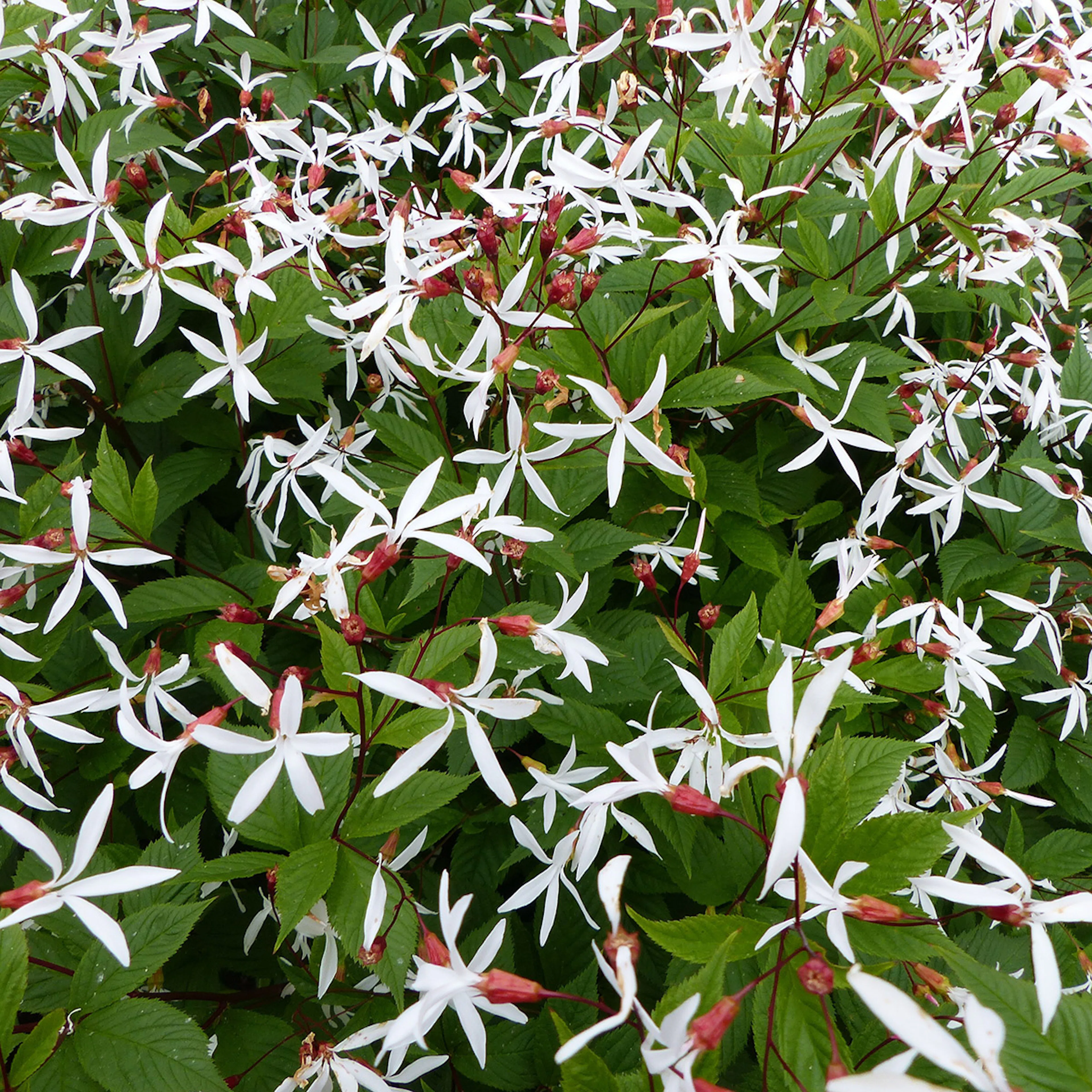 Prydnadsperenn Omnia Garden Gillenia Trebladspira