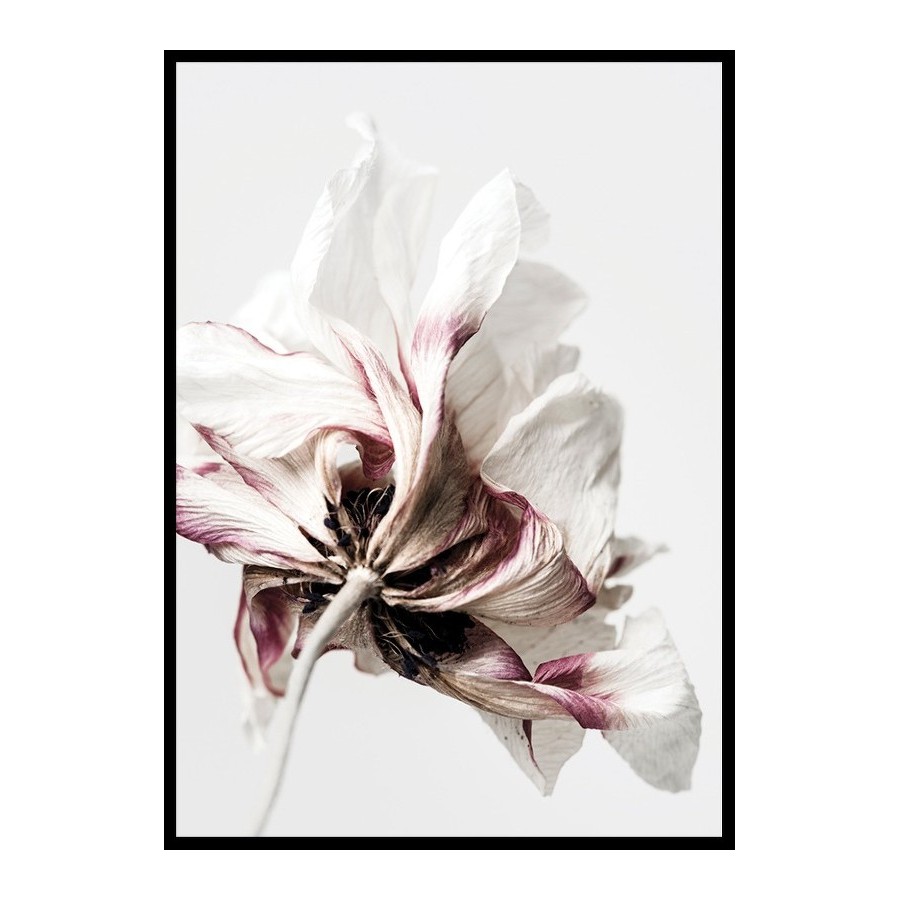 Poster Gallerix Anemone Flower