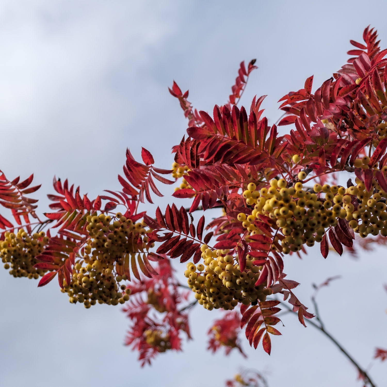 Prydnadsträd Omnia Garden Rönn Autumn Spire - Pelarformigt Växtsätt & Mörkgröna Blad