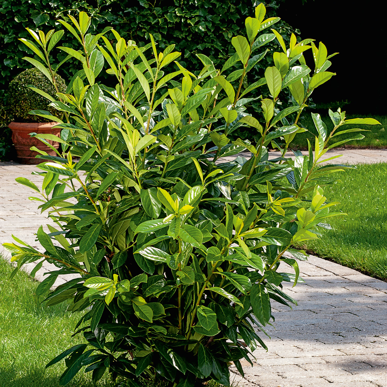 Buske Omnia Garden Ölandstok 30-50cm Krukodlade