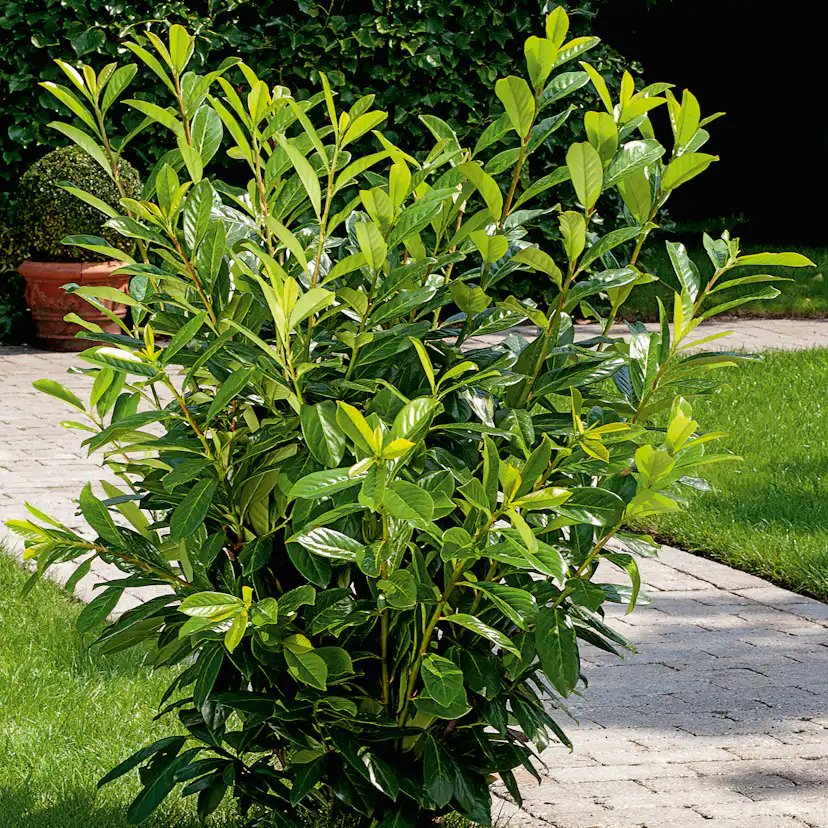 Buske Omnia Garden Ölandstok 30-50cm Krukodlade