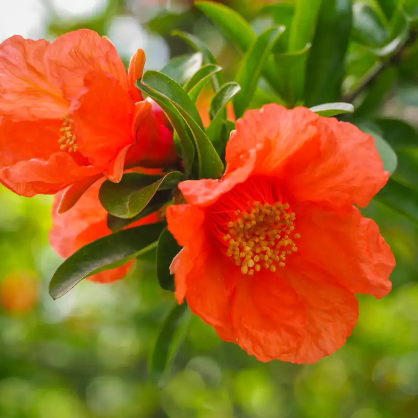 Granatäpple Omnia Garden Punica Granatum