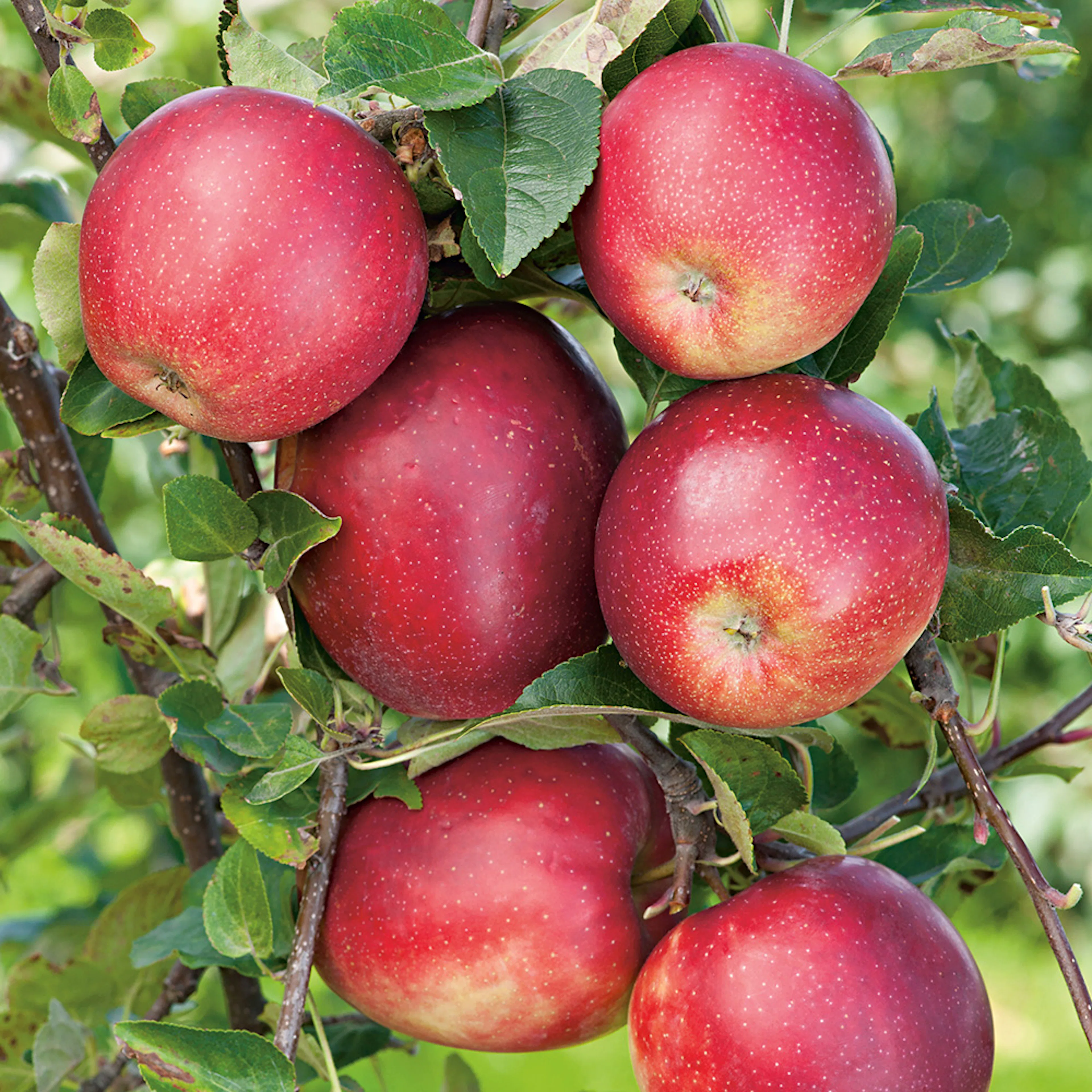 Äppelträd Omnia Garden Summerred