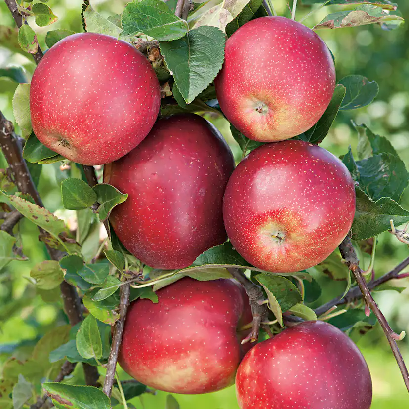 Äppelträd Omnia Garden Summerred