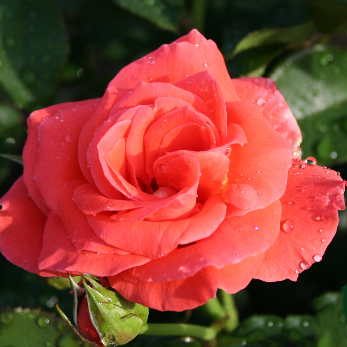 Storblommig Rabattros Omnia Garden Prinsesse Marie