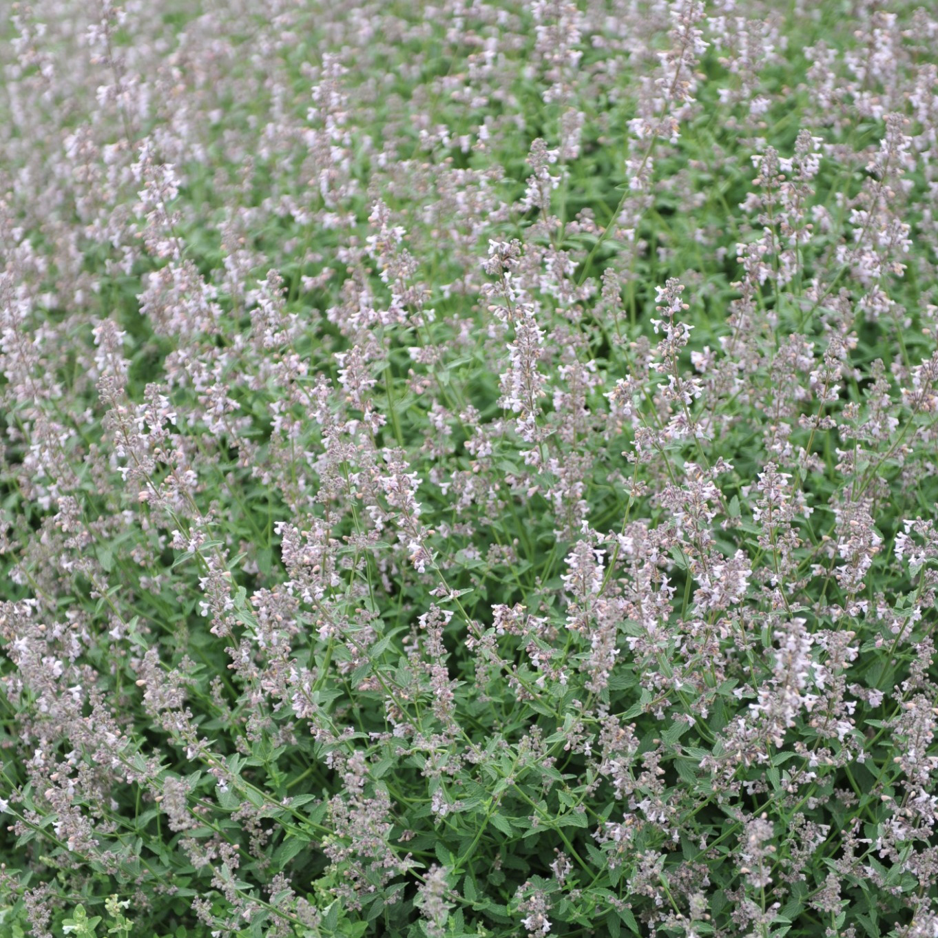 Perenn Omnia Garden Bergnepeta Amelia