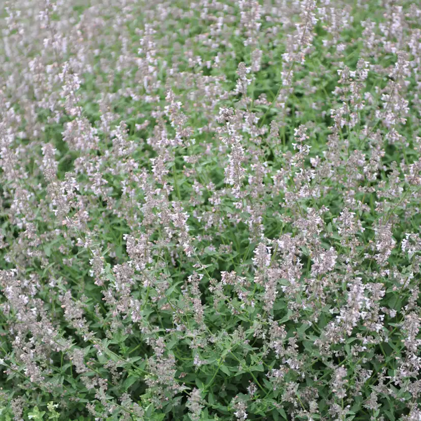 Perenn Omnia Garden Bergnepeta Amelia