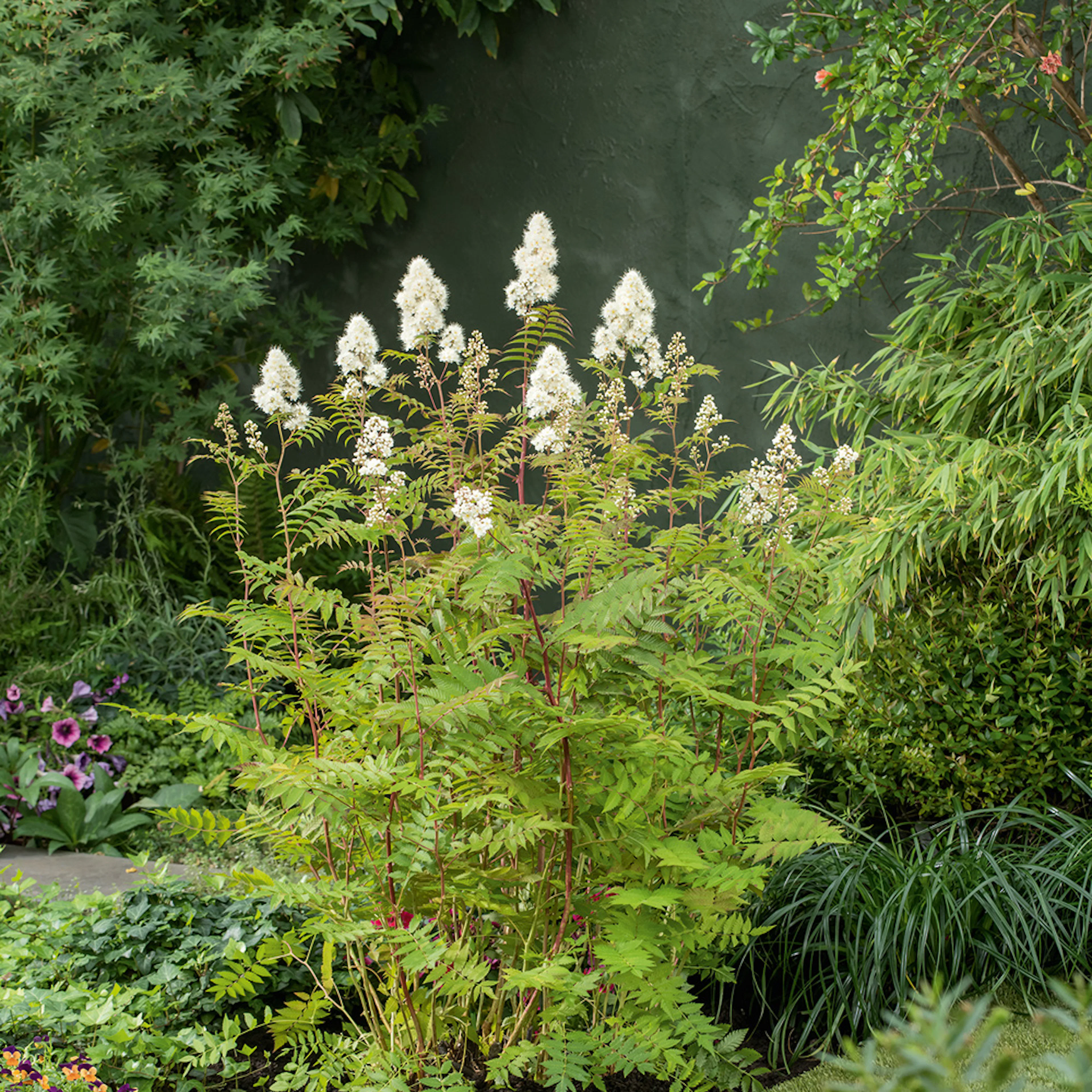 Häck Omnia Garden Liten Rönnspirea Maia E