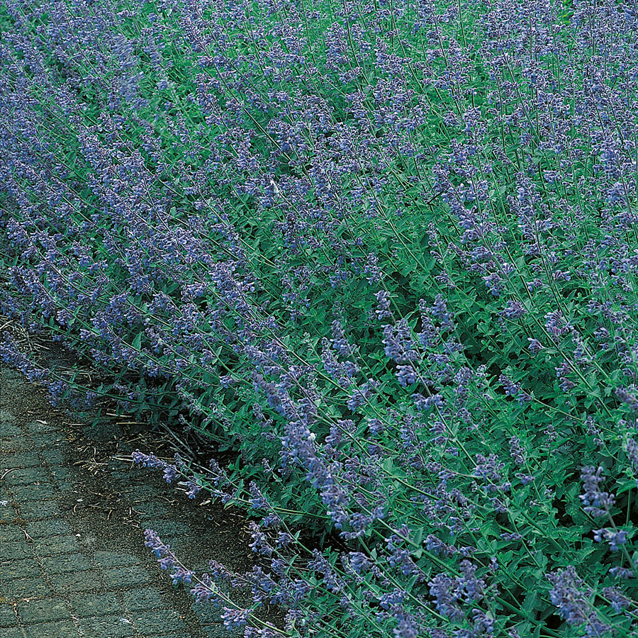 Perenn Omnia Garden Kantnepeta Six Hills Giant